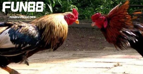 Cược Đá Gà Cựa Sắt với 3 lựa chọn