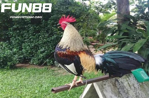 Giá trị kinh tế và văn hóa của Đá Gà Tre